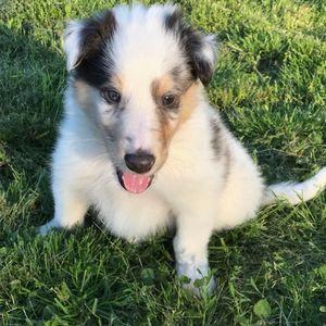 Meet your Posher, Ivy